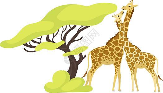 大草原上牛群长颈鹿对平面彩色矢量插图 一对非洲动物靠近异国情调的树 植物群和动物群 绿色的树叶 白色背景上的南方生物孤立卡通人物设计图片