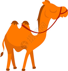 两个驼峰骆驼白色背景上的两个驼峰设计图片