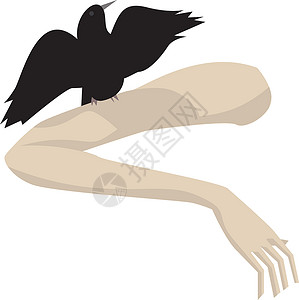 黑乌鸦白色背景上上的黑鸟设计图片