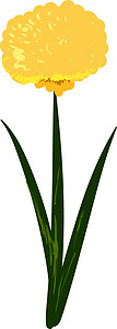 白色背景上的蒲公英草地花园叶子场地草本植物植物杂草雏菊植物学插图背景图片