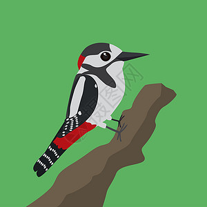 大斑点啄木鸟大斑斑木鸟鸟类环境红色白色翅膀野生动物动物群荒野羽毛黑色设计图片