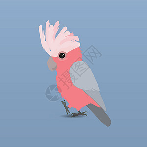 红胸捕蝇器Galah 鹦鹉野生动物漫画卡通片鸟类讲话动物凤头动物园鸟舍插图设计图片
