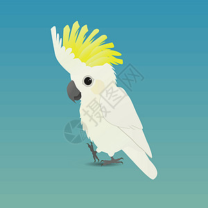 可爱鹦鹉硫磺凤头鹦鹉设计图片