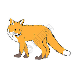 亮橙色的小狐狸狐狸 矢量图像 在白色背景上隔离的侧视图图片 全长野生红狐狸矢量图案动物群生物木头捕食者红狐哺乳动物好奇心脊椎动物动物动物园设计图片
