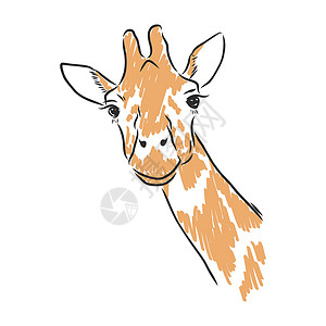 瘦骨嶙峋白色背景上孤立的黑色墨水手绘素描中的长颈鹿矢量皮肤眼睛食草漫画耳朵绘画动物生物卡通片草图设计图片