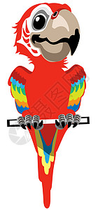 金刚菩提子卡通红金刚鹦鹉鹦鹉设计图片