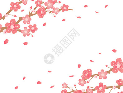 孤立的花瓣樱花背景图春季他们插图文化横幅花瓣花朵花园季节新娘卡片庆典设计图片