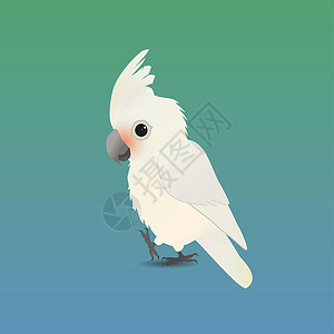 卡卡杜鹦鹉凤头鹦鹉插图绘画卡通片鸟类鸟舍羽毛簇绒宠物动物讲话设计图片