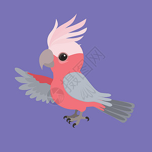 白凤头鹦鹉可爱的 galah 凤头鹦鹉设计图片
