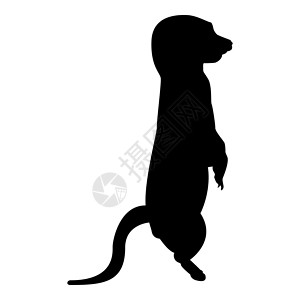 龇牙咧嘴剪影猫鼬在姿势黑色矢量插图平面样式 imag宠物站立动物鼻子野生动物好奇心荒野异国情调动物学设计图片