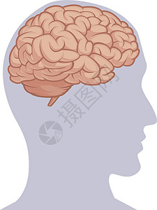 头剪贴画大脑神经系统身体器官解剖图图表 Vecto设计图片