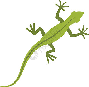 小档口扁平风格的蜥蜴图标沼泽生物爬行动物尾巴脊椎动物水族馆爬虫动物学生物学森林设计图片
