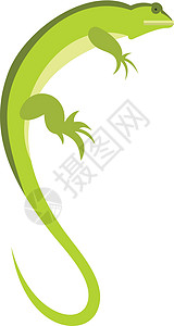 蜥蜴尾巴扁平风格的蜥蜴图标幼虫野生动物水族馆配种环境捕食者沼泽森林动物学生物设计图片