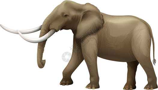 长毛犬大象门牙沙漠脊椎动物耳廓椎骨动物学绘画动物成人长毛设计图片