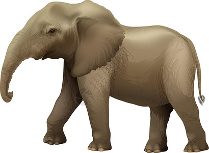 联齿类非洲大象耳瓣力量森林多细胞沼泽地动物呼吸管成人椎骨象牙设计图片