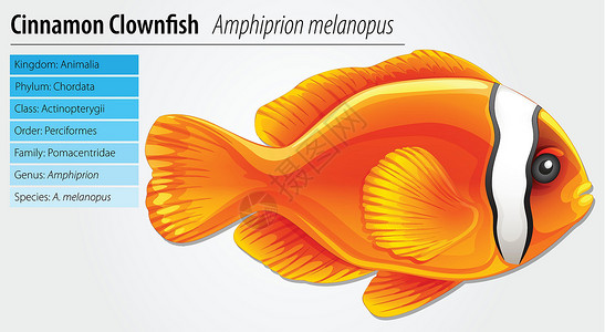物种灭绝肉桂小丑鱼设计图片
