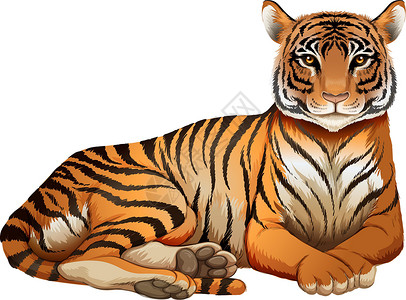 卡尔卡松一只老虎虎豹动物豹属绘画哺乳动物白色意义哺乳猫科食肉设计图片