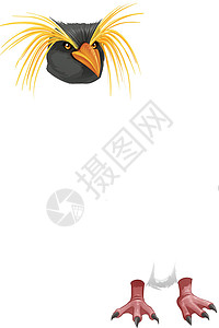 反舌鸟企鹅脚蹼羽毛科学鸟类蜗牛跳岩动物蜥蜴绘画设计图片