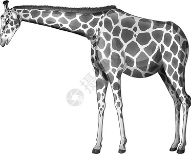 玉科草原一只灰色的长颈鹿设计图片