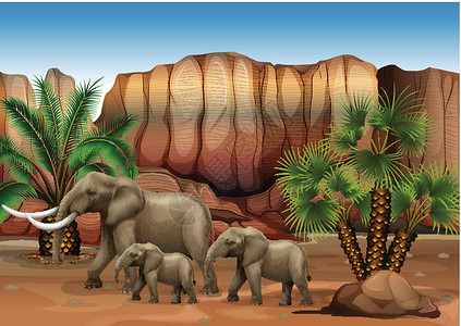 小翘鼻沙漠中的大象哺乳动物树叶科学象科鼻类棕榈襟翼地面动物长毛设计图片