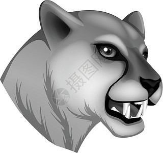 美洲狮一只灰色的豹设计图片