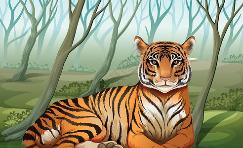 蒂朱卡森林一只可怕的老虎在前面设计图片