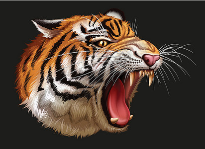 苏门答腊一只咆哮的老虎的头动物虎豹食肉猫科绘画科学哺乳动物哺乳豹属设计图片