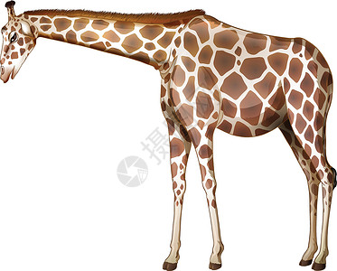 骨舌科一只高大的长颈鹿设计图片