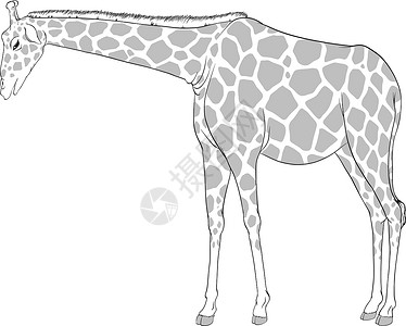 玉科草原长颈鹿素描脖子外貌草图绘画哺乳食草动物草原哺乳动物科学设计图片