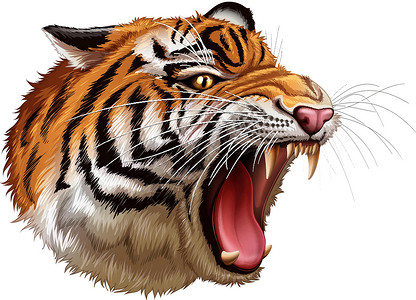 科尔贝蒂一只咆哮的老虎的头哺乳动物食肉哺乳豹属白色绘画科学虎豹猫科动物设计图片