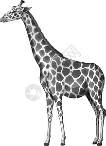 一只长颈鹿草原图案草食性骨锥长腿合欢叶哺乳反刍动物外套长颈背景图片
