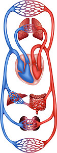 血氧交换分发流通绘画墙纸横幅蓝色海报卡通片流动红色器官身体设计图片