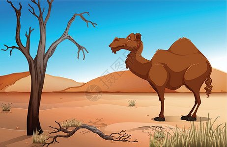 热带沙漠骆驼野生动物丘陵食肉卡通片异国绘画天空风景哺乳动物沙丘设计图片