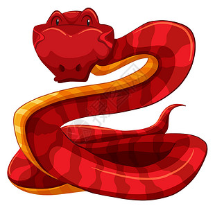 野生蛇蛇白色野生动物异国红色哺乳动物爬虫生物动物卡通片绘画设计图片