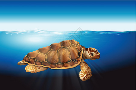 大海龟一只海龟在水中住宅水形动物绘画海洋底层爬行动物爬虫太阳光线蓝色设计图片