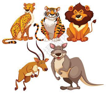 动物哺乳动物荒野猎人卡通片狮子白色捕食者食肉热带老虎图片