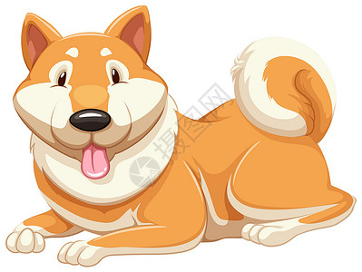 柴犬狗可爱的橙色做猎犬文档白色忠诚男人绘画最好的朋友橙子伴侣友谊设计图片