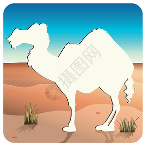 骆驼草骆驼野生动物濒危白色卡通片哺乳动物热带场景干旱天空食肉设计图片