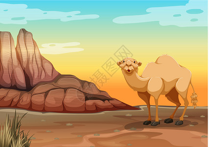 风景优美骆驼甜点太阳日落风景荒野木板悬崖沙漠场景微笑设计图片