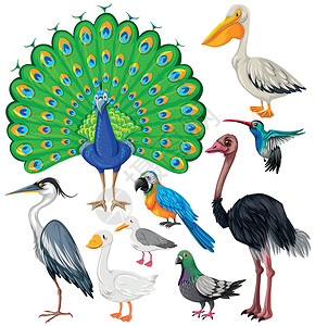 孤立的鸽子不同类型的野生鸟类野生动物动物飞行绘画蜂鸟鸽子热带艺术孔雀鹦鹉设计图片