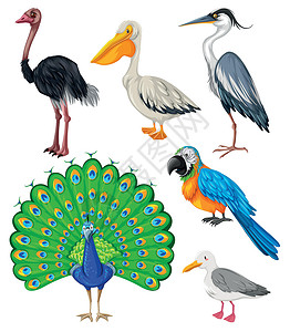 孤立的鹦鹉不同种类的野鸟鸽子哺乳动物动物小路起重机剪裁夹子荒野鹦鹉热带设计图片