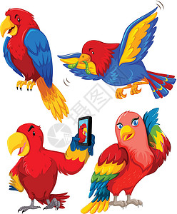 金刚坐鹦鹉特征集电话羽毛金刚鹦鹉卡通片夹子绘画荒野插图动物野生动物设计图片