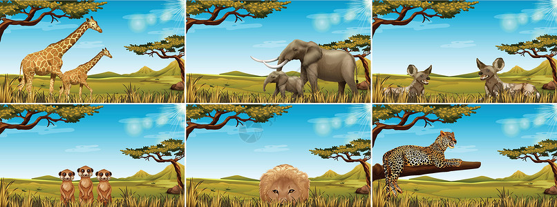 非洲草原狮子大草原上的野生动物集设计图片