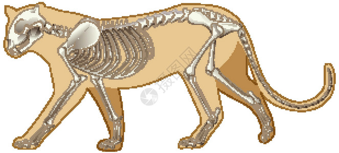 动物骨架豹子的轮廓和白色背景上的骨架设计图片