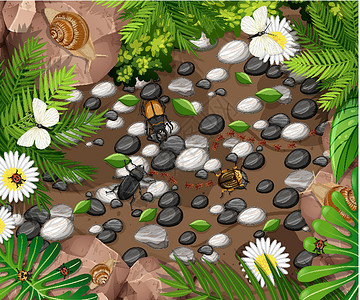 森林蚂蚁女王花园中不同类型昆虫的俯视图花瓣野生动物航班叶子森林场景岩石植物插图哺乳动物设计图片