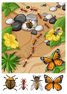 蝴蝶骨花园场景中不同类型昆虫的俯视图设计图片