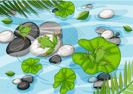 树叶遮雨青蛙青蛙和荷叶在 pon 的空中场景绘画风景环境溪流生态生物野生动物天线池塘丛林设计图片