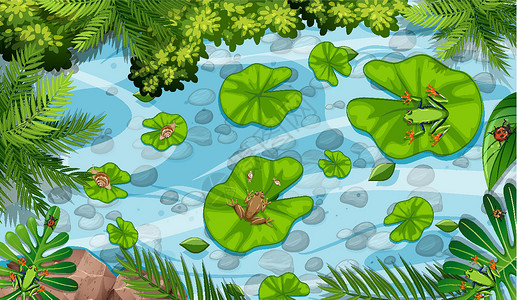 动物天线青蛙和荷叶在 pon 的空中场景液体风景溪流生态动物群树叶插图森林丛林岩石设计图片