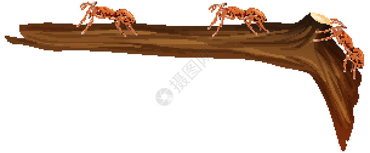 许多红蚂蚁在白色背景的树枝上行走的特写设计图片