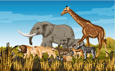 草原里斑马森林场景中的非洲野生动物群捕食者丛林鬣狗插图哺乳动物卡通片动物群收藏动物园动物设计图片